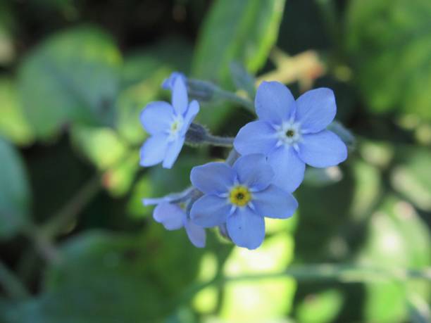 istock Bright Summer September's Blue Forget-Me-Not Flowers Close Up 2020 1271596558