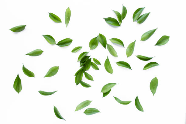 istock pattern texture with green leaves and branches isolated on white background. lay flat, top view 1271596762