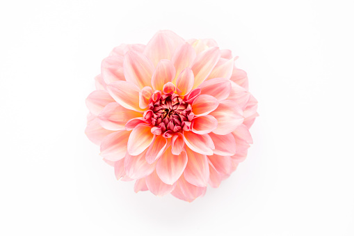 Beautiful pattern of pink flowers dahlias and roses buds isolated on white background. Flat lay, top view. High quality photo