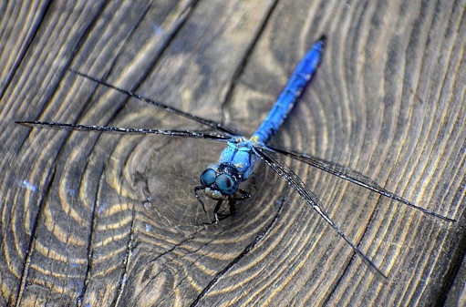 Truly blue dragonfly roosted on board walk