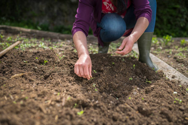 istock Woman working in vegetable garden 1271598634