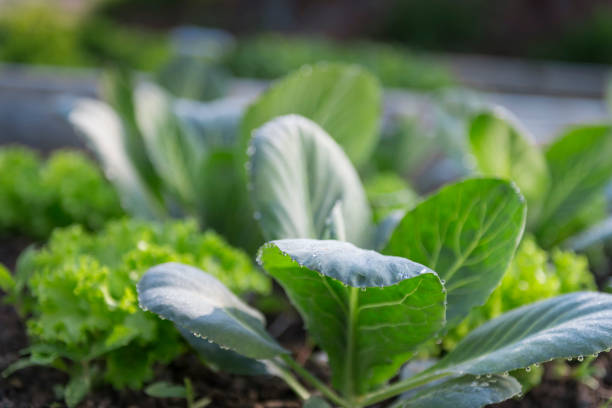Close-up of cabbage and broccoli plant growing in vegetable garden.