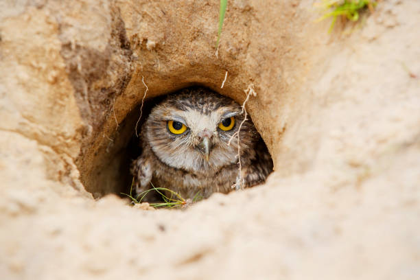 istock Burrowing Owl (Athene cunicularia)  in the Netherlands 1271599627