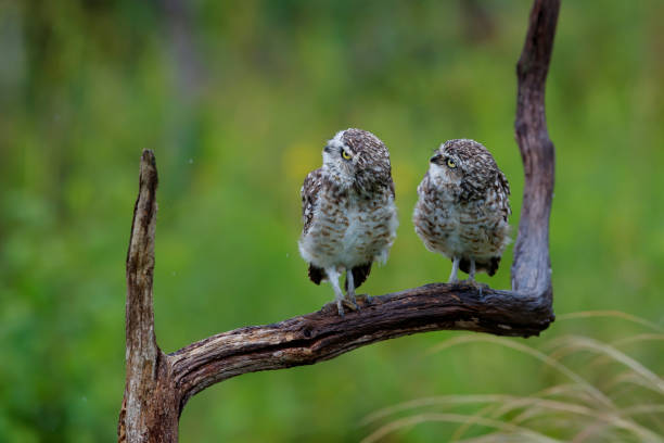 istock Burrowing Owl (Athene cunicularia)  in the Netherlands 1271599656