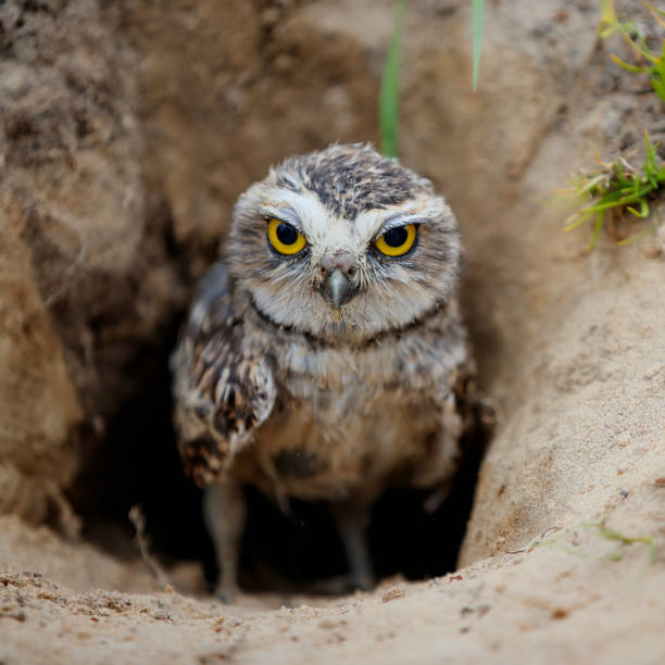istock Burrowing Owl (Athene cunicularia)  in the Netherlands 1271599657