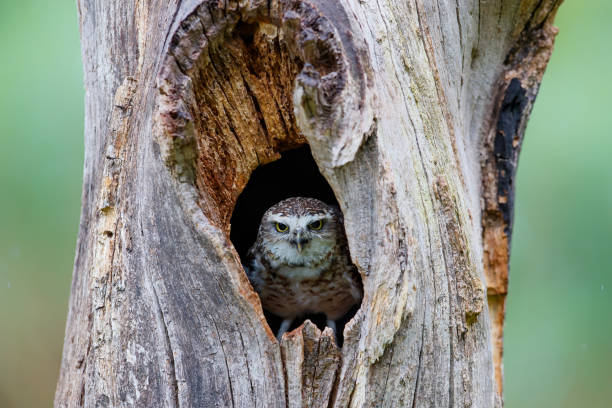 istock Burrowing Owl (Athene cunicularia)  in the Netherlands 1271599670