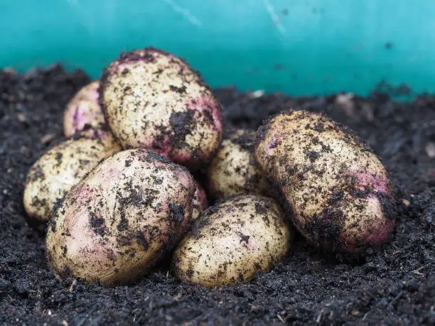 Landscape photo of kestrel potatoes harvested from a pot illustrating container gardening