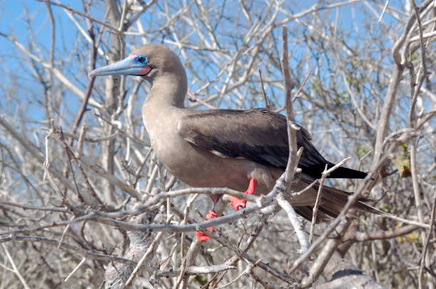 istock Galapagos Isalnd Red-footed Booby on Lookout 1271599748