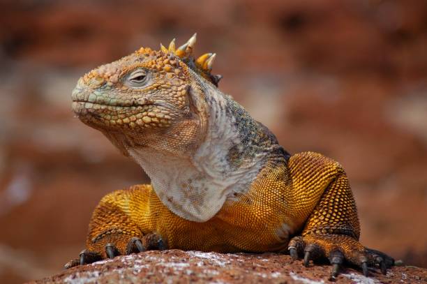 dorada de galápagos land iguana - iguana fotografías e imágenes de stock