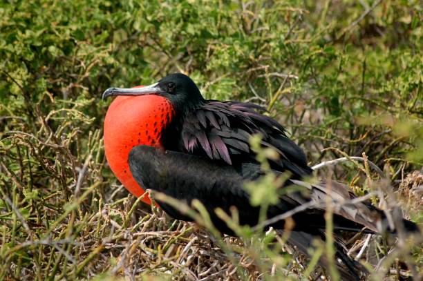 istock Magnificent Frigate on Galapagos Island 1271599816