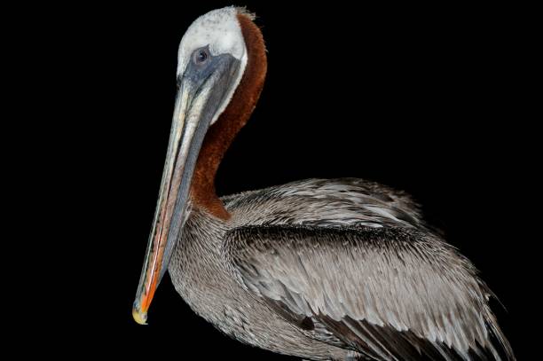 istock Galapagos Brown Pelican 1271599841