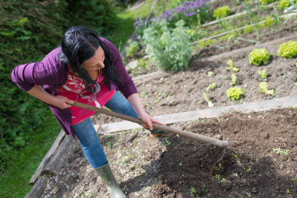 istock Woman working in vegetable garden 1271599945