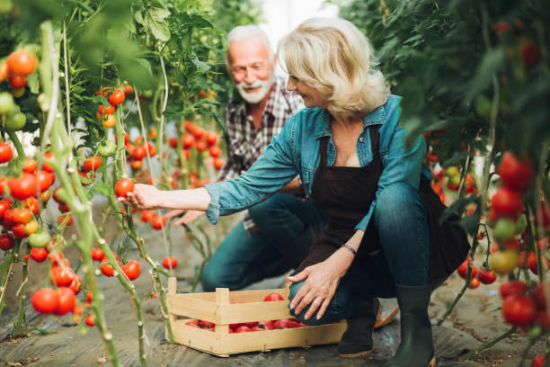 счастливая старшая пара уборки спелых помидоров из своего сада - senior adult couple farm gardening стоковые фото и изображения