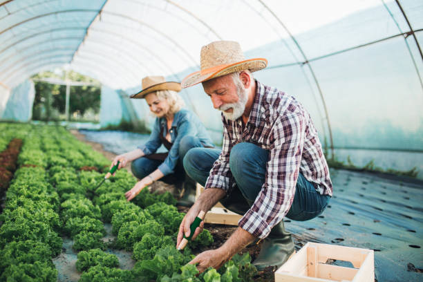 старшая пара наслаждаясь работой на их овощной плантации - senior adult couple farm gardening стоковые фото и изображения