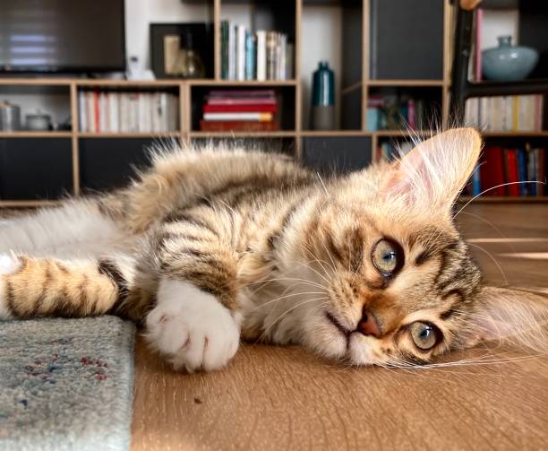 istock Bored young Siberian cat 1271600091