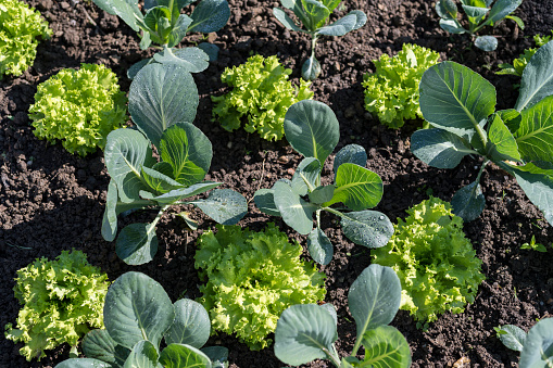 sliced romanesco broccoli cabbage or roman cauliflower isolated on white background.