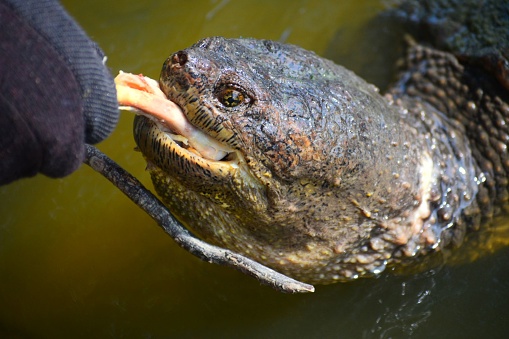 A solid snapping turtle appreciating a scrumptious snack