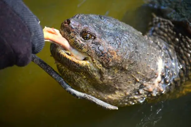 Photo of Snapping Turtle Snacking