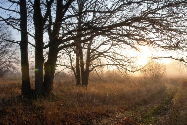 istock Fall landscape. Late misty morning. 1271601222