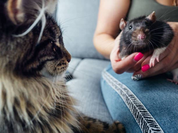 istock Maine coon cat and rat close to each other 1271601401