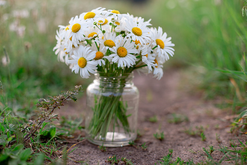 A bouquet of daisies in a jar stand among the grass on a path against a background of grass. Close up