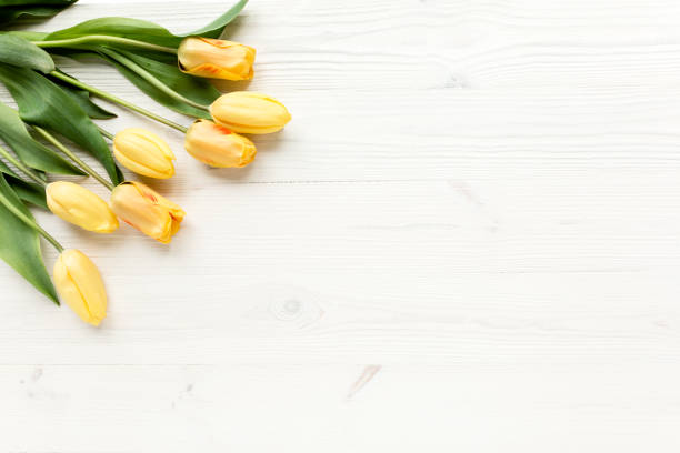 istock yellow tulips isolated on a white, wooden background. lay flat, top view 1271601531