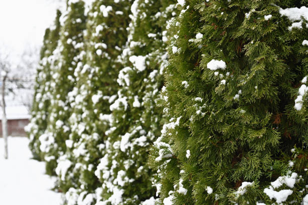 istock snow on thujas in winter 1271602428