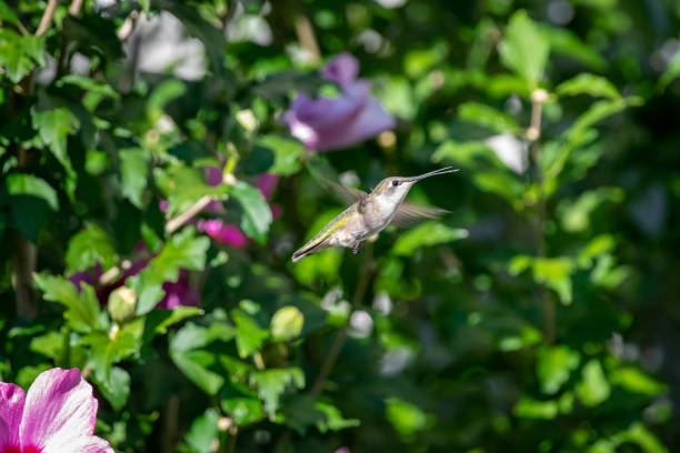 istock Hummingbird feeding from purple flower 1271602474