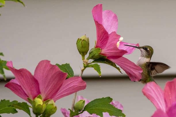 istock Hummingbird feeding from purple flower 1271602552