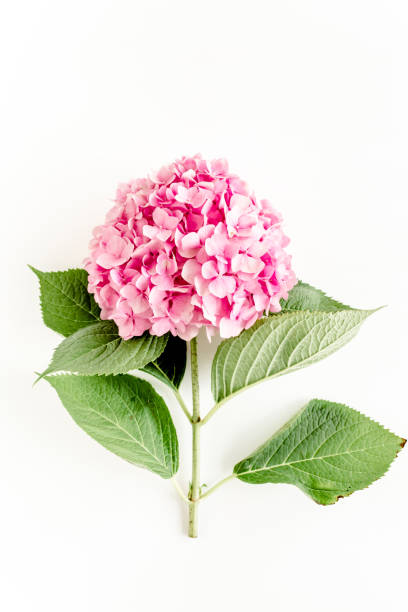 istock Beautiful, pink hydrangea flower on white background. Floral concept. Flat lay, top view 1271602665