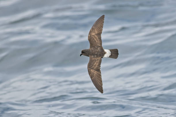 petrel tempête européenne - fulmar photos et images de collection