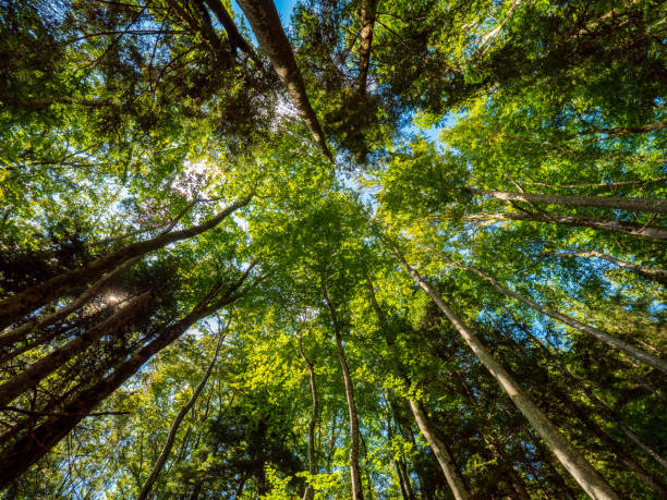 istock Looking through the treetop - forest in summer 1271602888