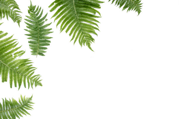 istock fern branches isolated on white background. flat lay, top view 1271603611