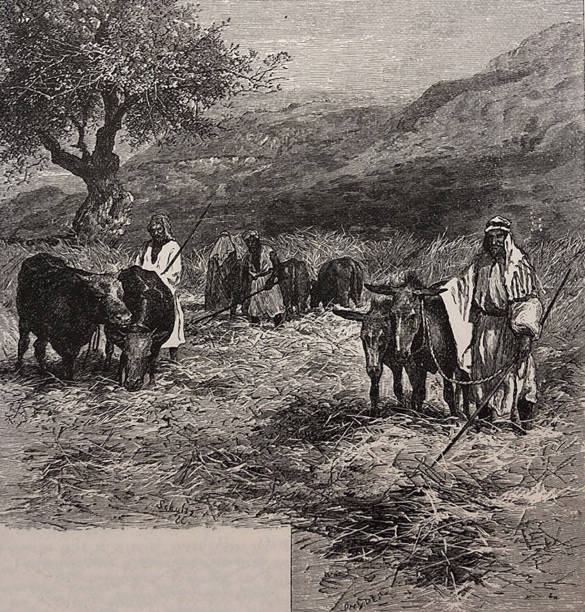 Antique illustration - Threshing floor at Yebna Antique illustration - from Harper's Monthly Vol 60 1880 threshing stock illustrations