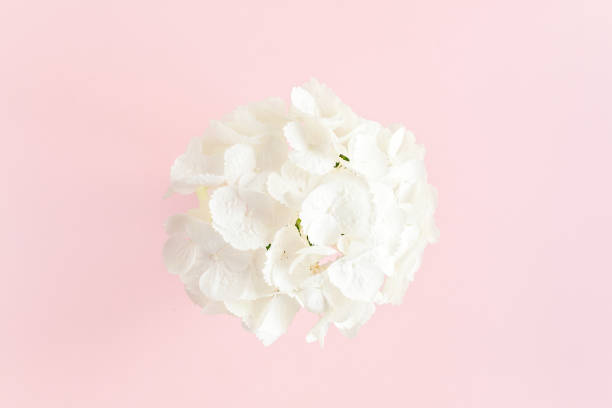 istock Beautiful, white hydrangea flower on pink background. Floral concept. Flat lay, top view 1271603902