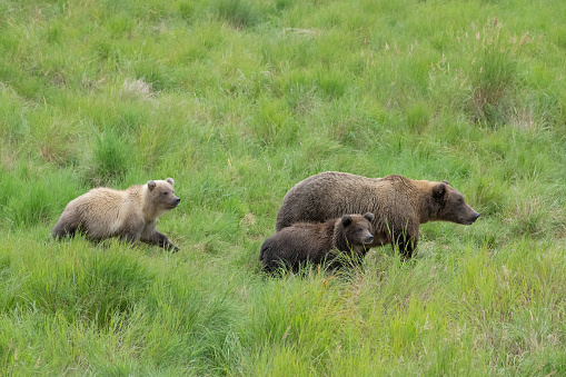 Female Brown Bear with two cute chubby cubs in Katmai National Park