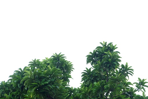 natural color with rainforest plantation fruit