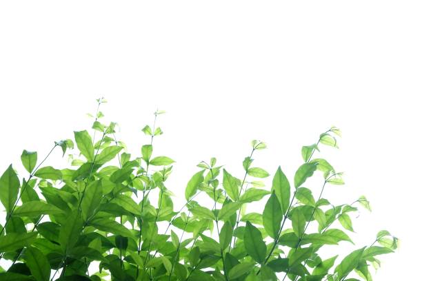 istock Tropical tree with leaves branches on white isolated background for green foliage backdrop 1271604061