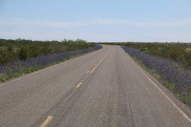 istock Blue Flowers In Big Bend National Park - Texas 1271604613