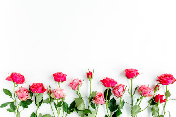 istock Flower border frame made of red roses on white background with copy space for text. Valentine's background. Floral pattern. Flat lay, top view 1271604959