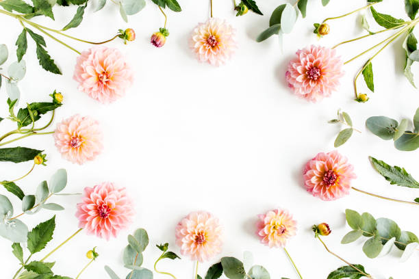 istock Wreath frame with pink flower buds, branches and leaves eucalyptus isolated on white background. lay flat, top view 1271605181