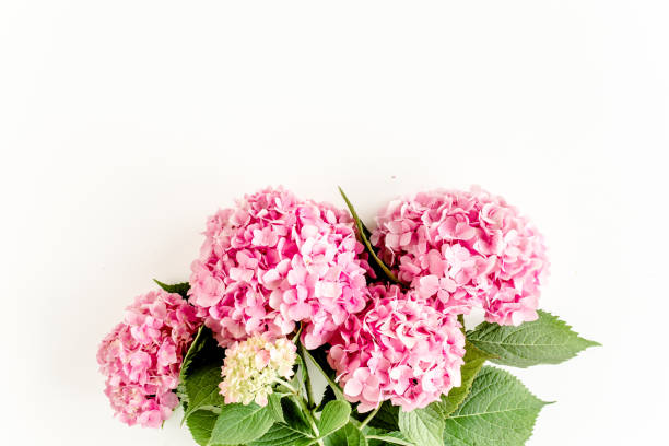 istock Beautiful, pink hydrangea flower on white background. Floral concept. Flat lay, top view 1271605212