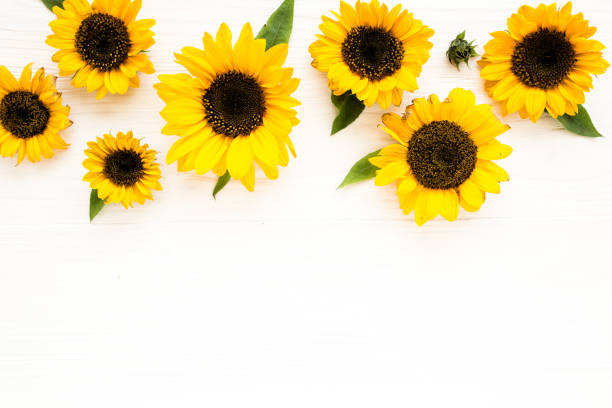istock Beautiful with yellow sunflower on white background. Floral pattern. Flat lay, top view. Frame of flowers. Flowers texture 1271605248
