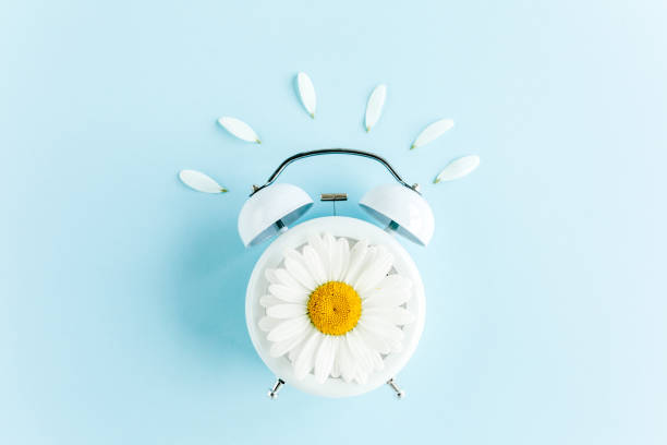 istock Composition-summer time from clock and chamomile flowers on blue background. Flat lay, top view 1271605835