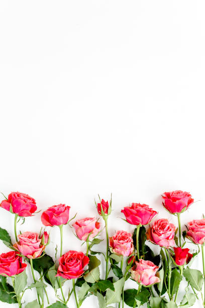 Flower border frame made of red roses on white background with copy space for text. Valentine's background. Floral pattern. Flat lay, top view