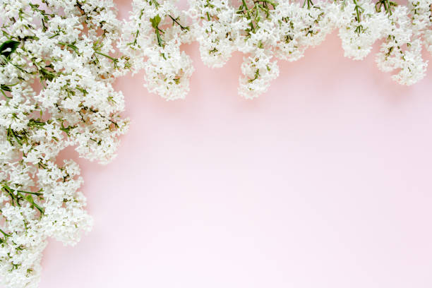 istock Beautiful white lilac on a pink background 1271606056