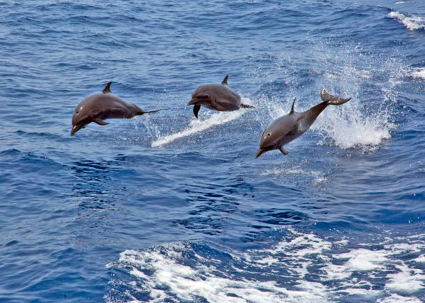 Dolphins. stock photo