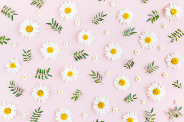istock Pattern made of chamomiles, petals, leaves on pink background. Flat lay, top view 1271607163