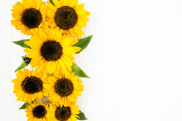 istock Beautiful with yellow sunflower on white background. Floral pattern. Flat lay, top view. Frame of flowers. Flowers texture 1271607201