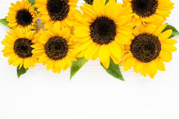 istock Beautiful with yellow sunflower on white background. Floral pattern. Flat lay, top view. Frame of flowers. Flowers texture 1271607930